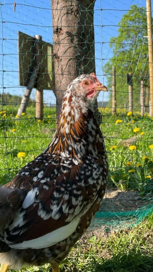 Agroturystyka,, Ranczo Kruszynki" Stronie Śląskie Exteriör bild