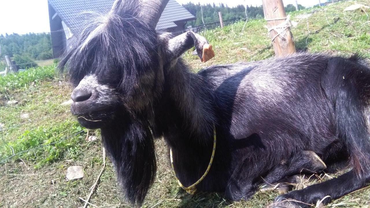 Agroturystyka,, Ranczo Kruszynki" Stronie Śląskie Exteriör bild